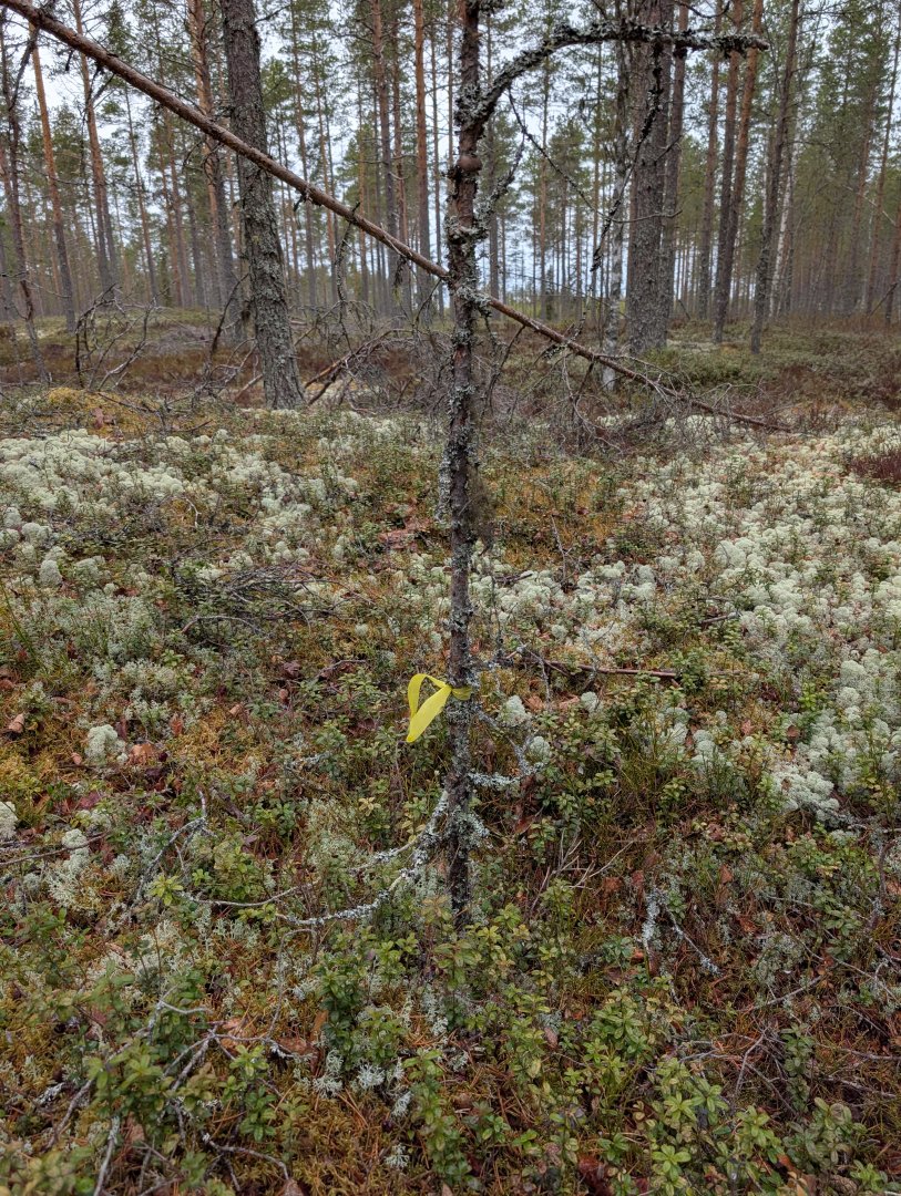 Aaltokangas