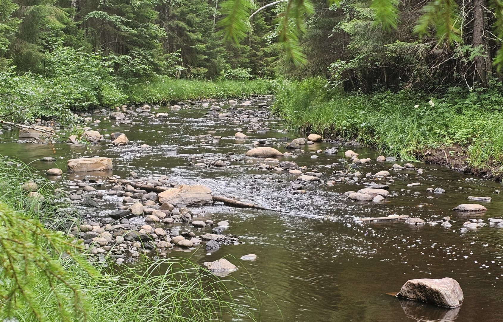 Kurkiselkä